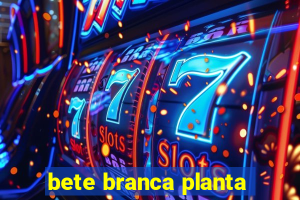 bete branca planta