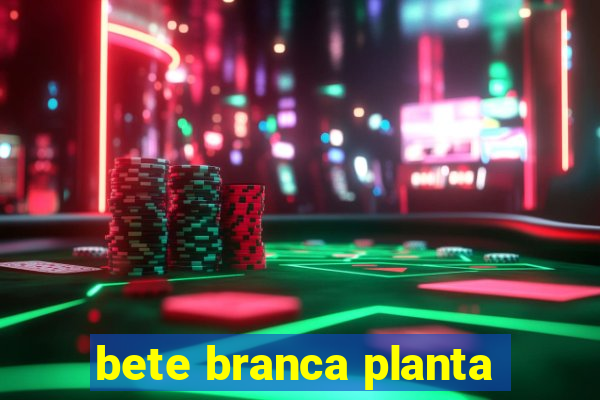 bete branca planta