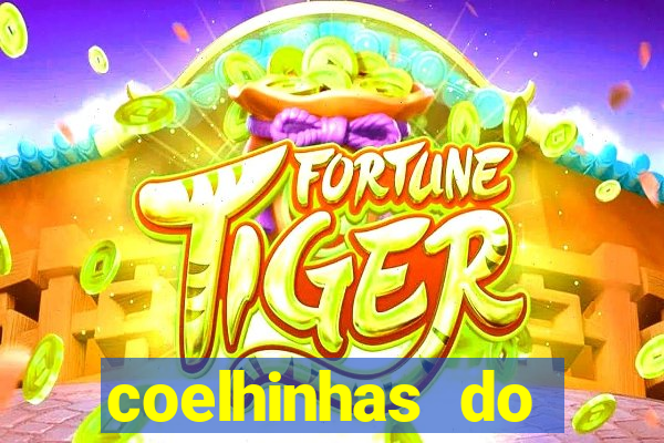 coelhinhas do brasil recife