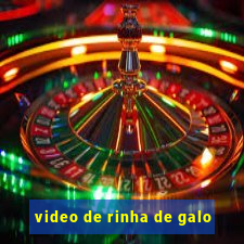 video de rinha de galo