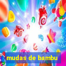 mudas de bambu